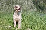 PERRO DE AGUA 128